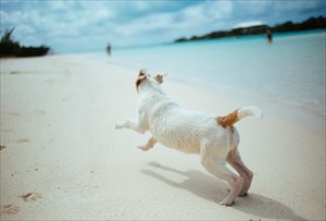 world_dogs_0021 世界の犬(イヌ)写真、ポストカード